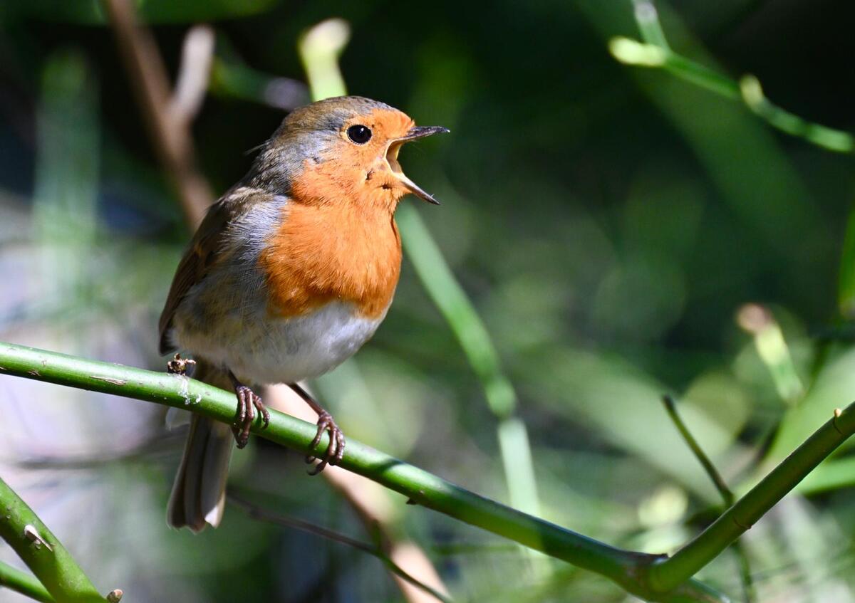 2026-03-17 1 Robin - Singing away
